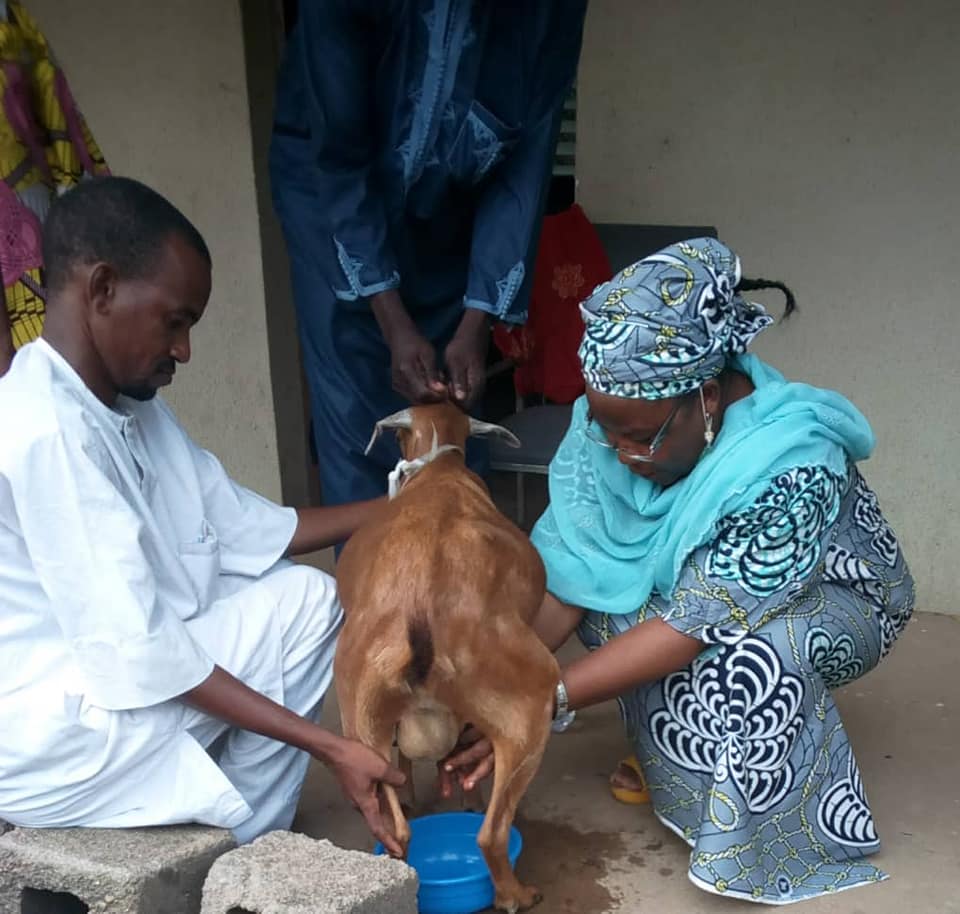 Au cours de la formation, les femmes ont appris à améliorer la santé et la capacité de reproduction de leurs chèvres.