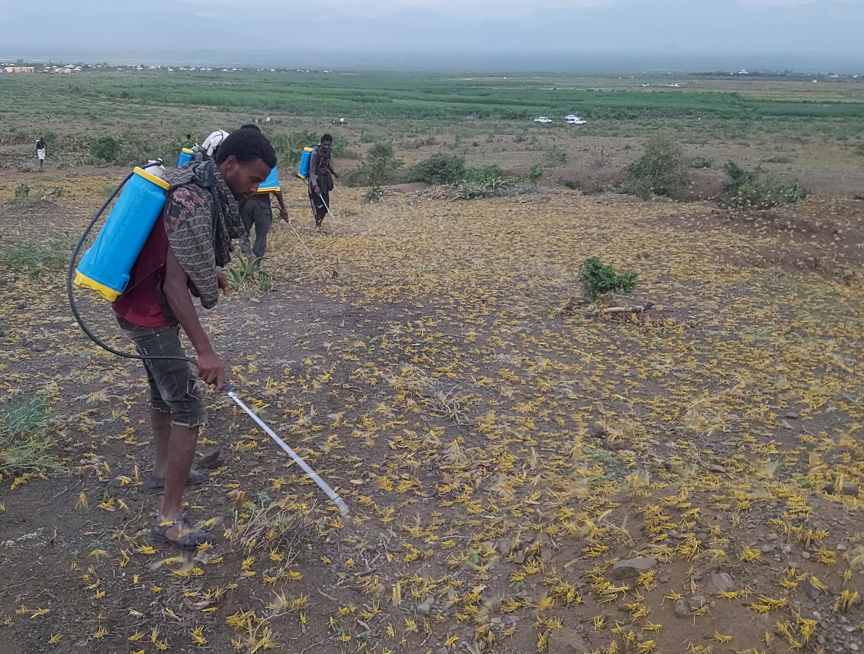 A Raya Azebo, les membres de la communauté pulvérisent des insecticides pour protéger leurs cultures.