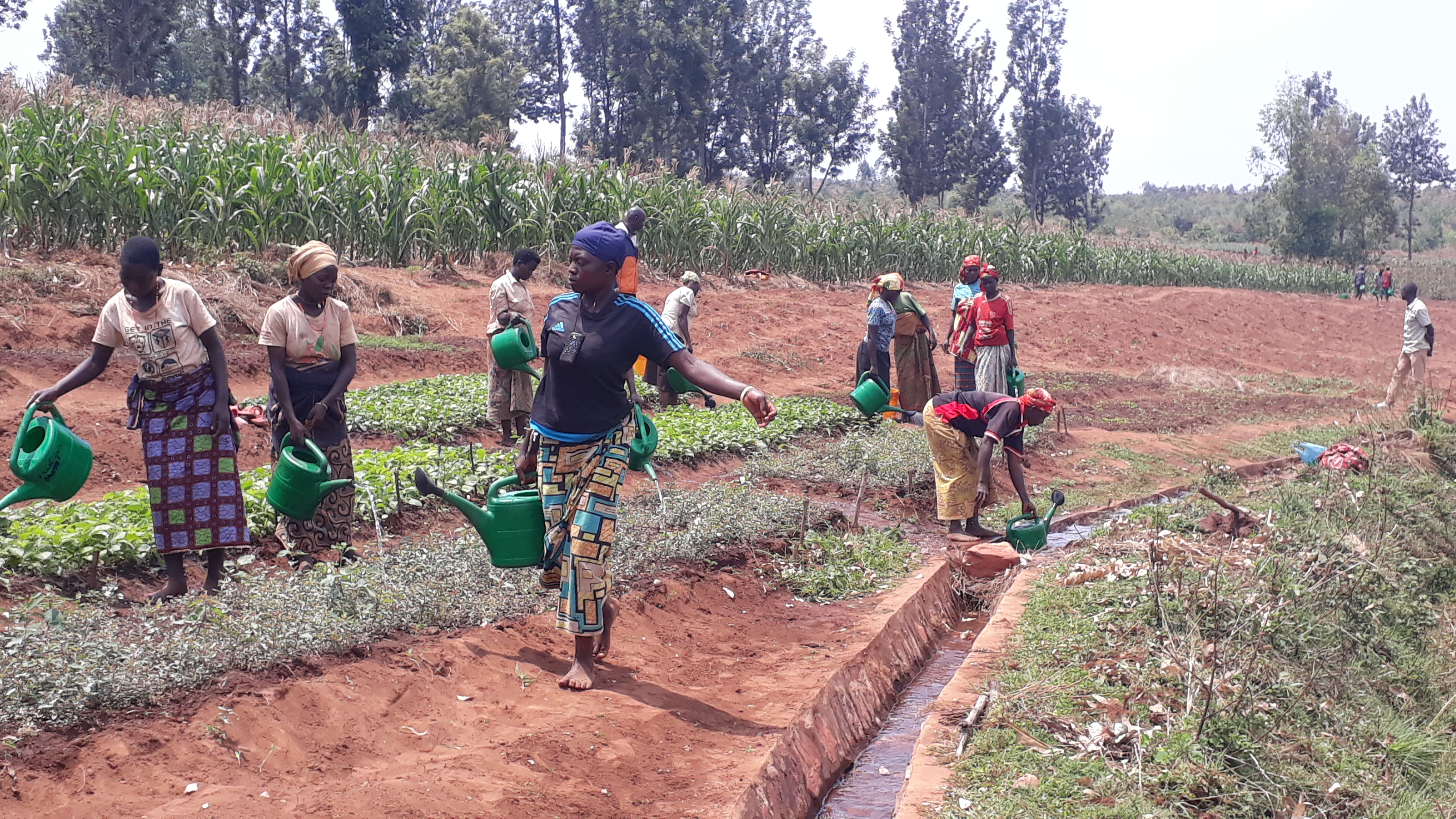 Canals bring water down from Nyamurenge Hill to 80 ha of farms below. The new irrigation system has allowed farmers to grow staple crops, like maize and beans, during the dry season.