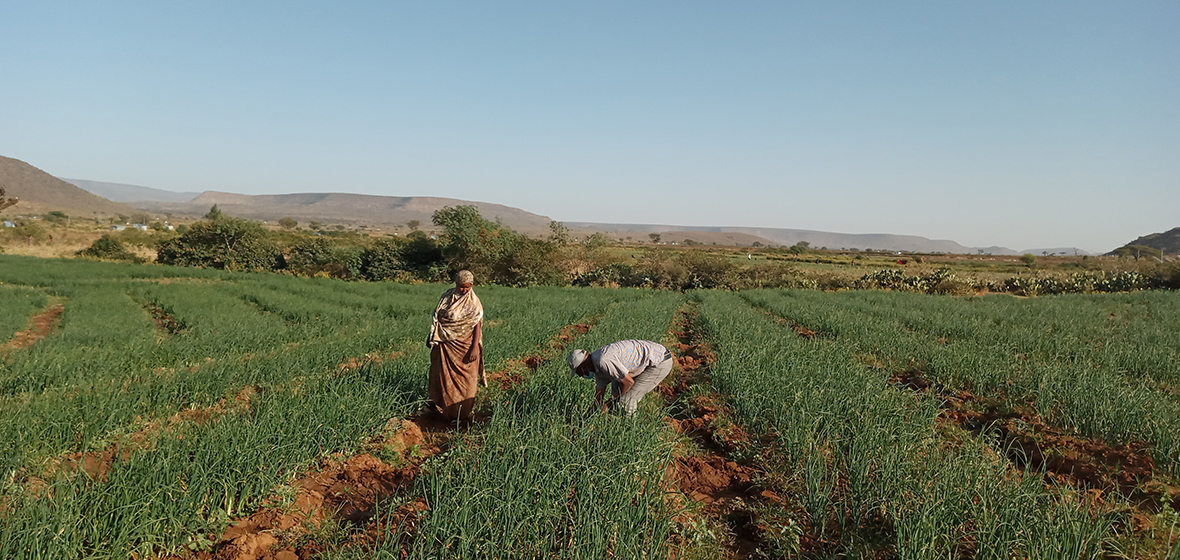 With a solar powered water pump, Ferdahusa has been able to extend her growing season and build resilience against Ethiopia’s changing climate.