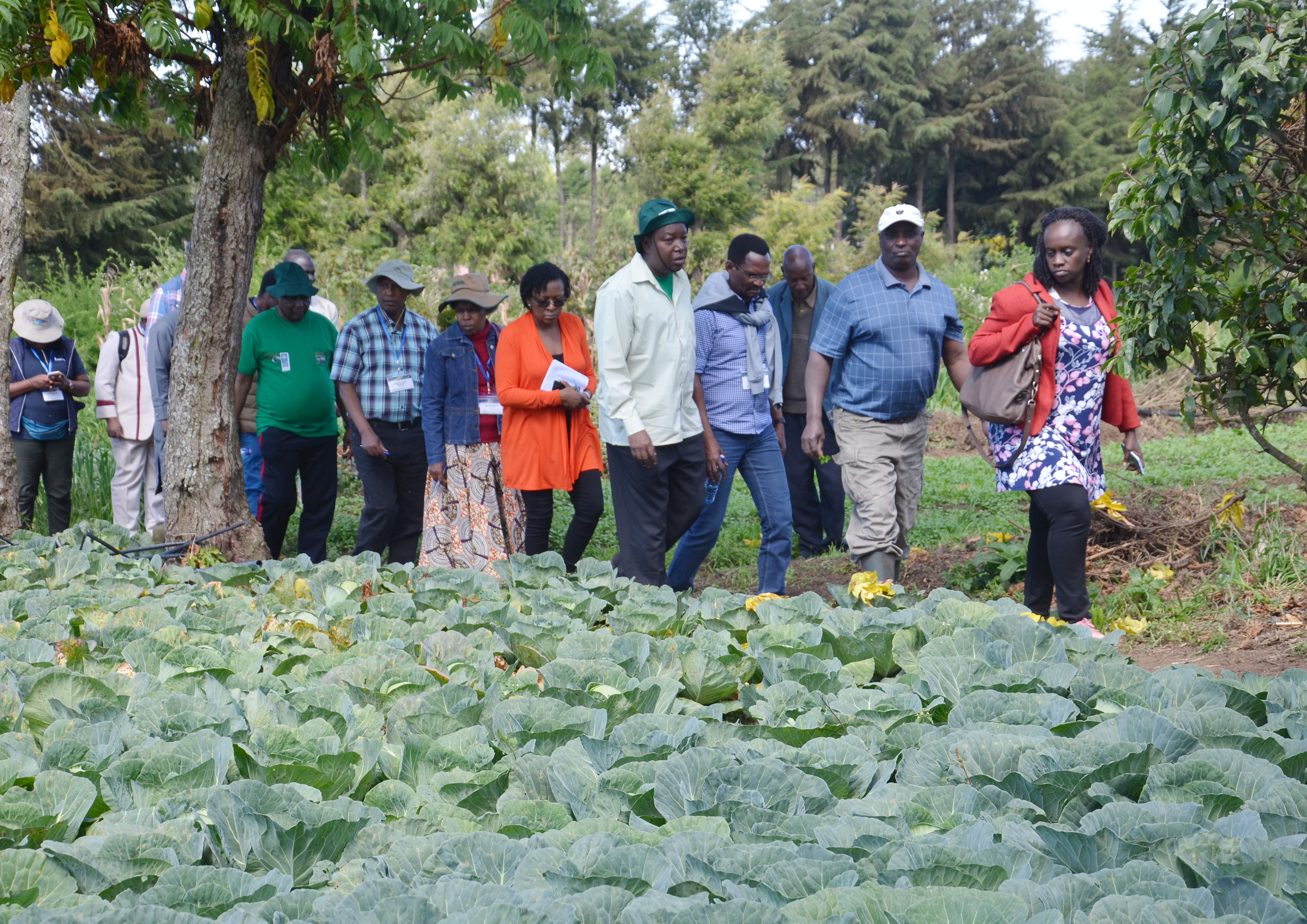 Les participants à l'atelier examinent la culture de choux de Stephen Machari. Grâce aux activités de l’UTNWF, il produit désormais 14 000 têtes de chou par hectare de terre, soit une amélioration de 55 à 95 % par rapport à la situation antérieure. (Crédit : ICRAF)