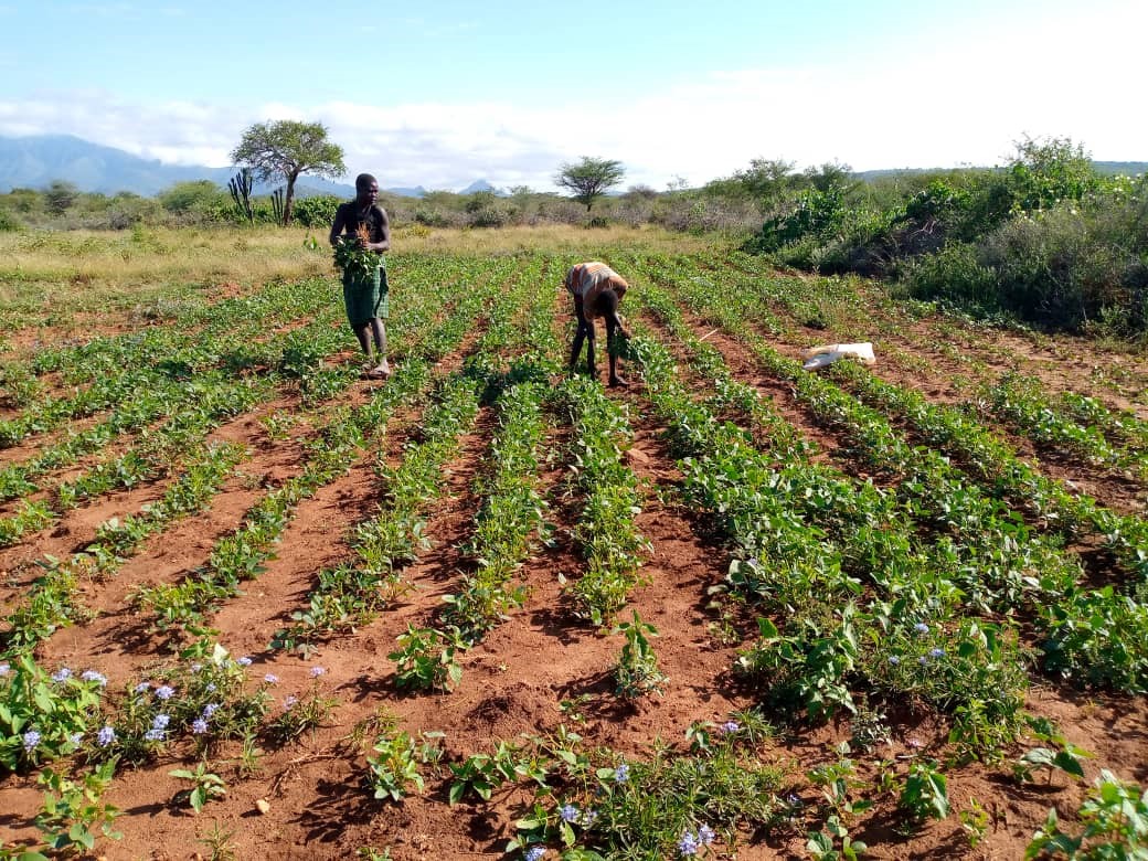 Tete Sarah and another member of Ochamutu Akitare APFS group harvesting cowpea. (C&D)