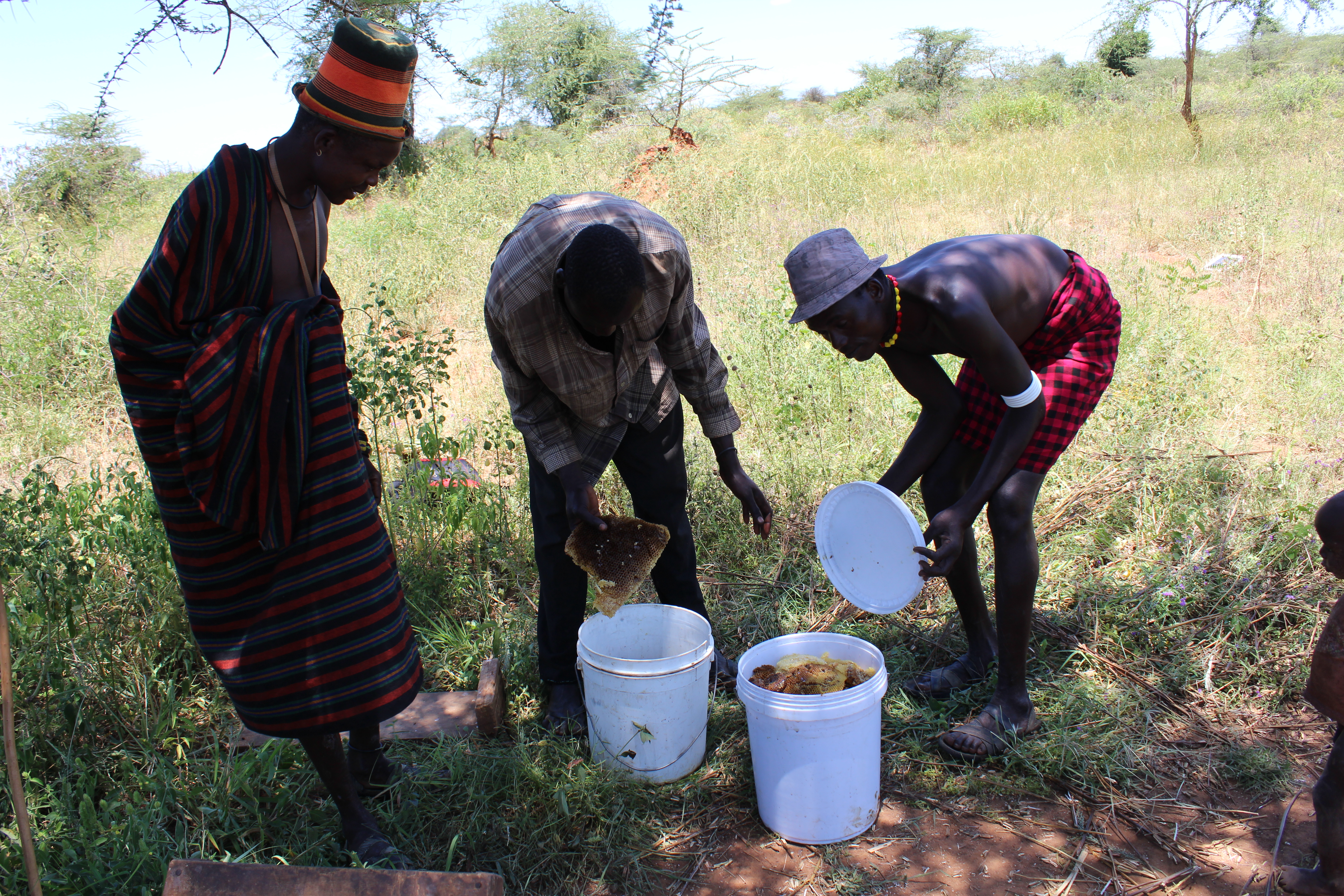 Des bénéficiaires vérifient leurs nids d'abeilles après la récolte. Crédit : FAO/ECO Ouganda