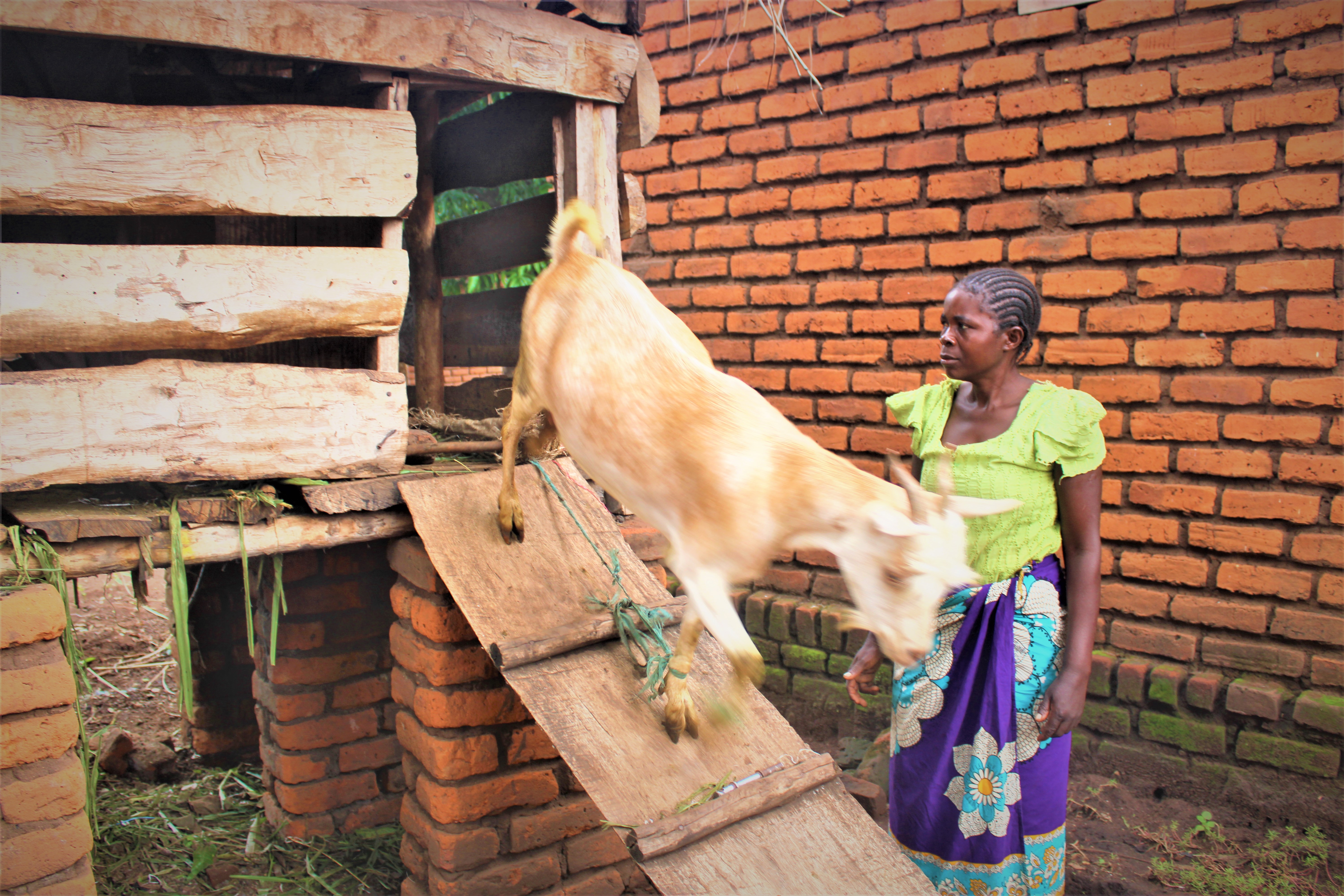 Edna Muleso looks on as one of her goats comes out of the kraal. Credit: Felix Malamula (PRIDE)