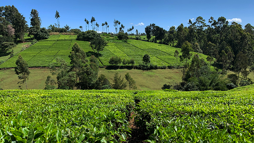 Tea plantation. Photo: Françoise Clottes/GEF