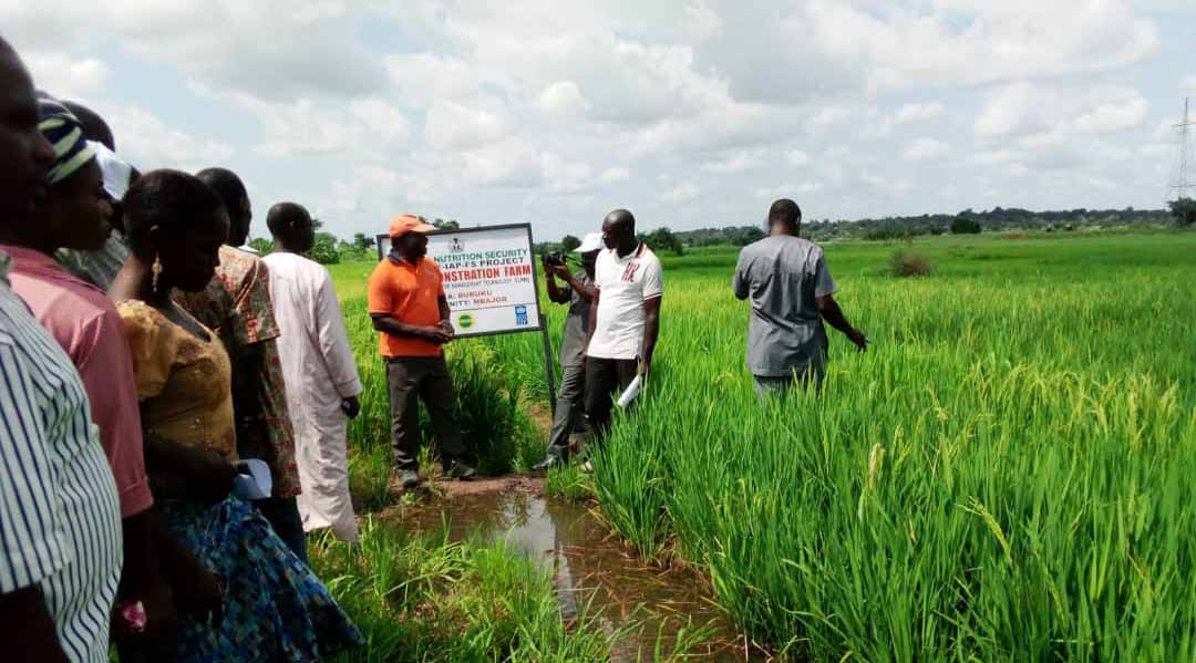 The demonstration plot farmers commended the RFS Nigeria project for introducing their community to more sustainable, productive farming practices and providing improved inputs. As a result of the new techniques, this year, they enjoyed a bumper harvest, which, according to the farmers, would go a long way in improving incomes and encouraging more young people to go into farming. Mr. Audu Burga, a farmer from Kaltungo, expressed his joy over this year’s bumper harvest maize, rice, soya Beans, guinea corn and groundnuts.