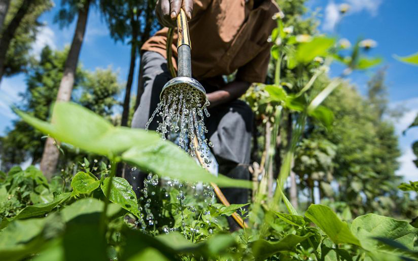 Grâce au soutien de Resilient Food Systems, plus de 14 000 petits agriculteurs utilisent désormais la technologie de collecte des eaux de pluie pour stocker l'eau et irriguer leurs cultures. © Roshni Lodhia