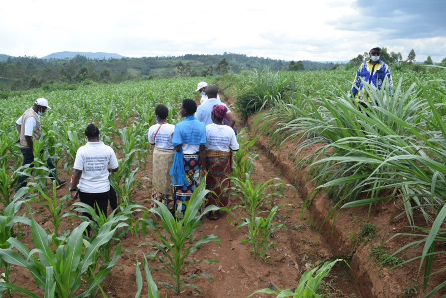 Champ de multiplication de semences de maïs par la coopérative Turwanyubukene à Gitega