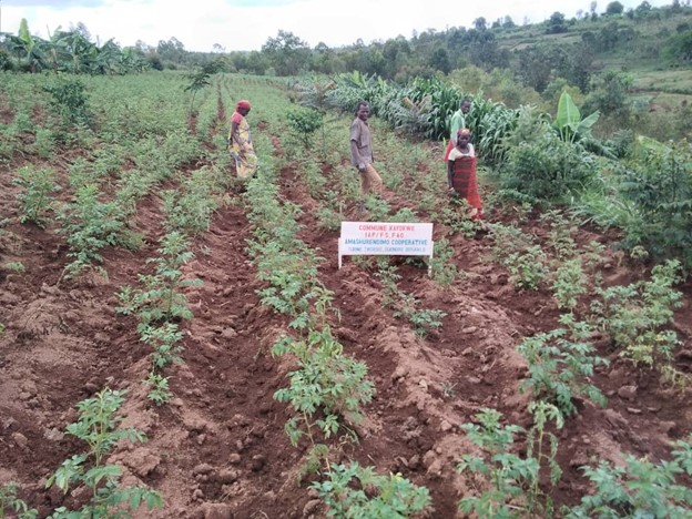 Potato seed multiplication field by the Terimbere de Musama cooperative in Mwaro