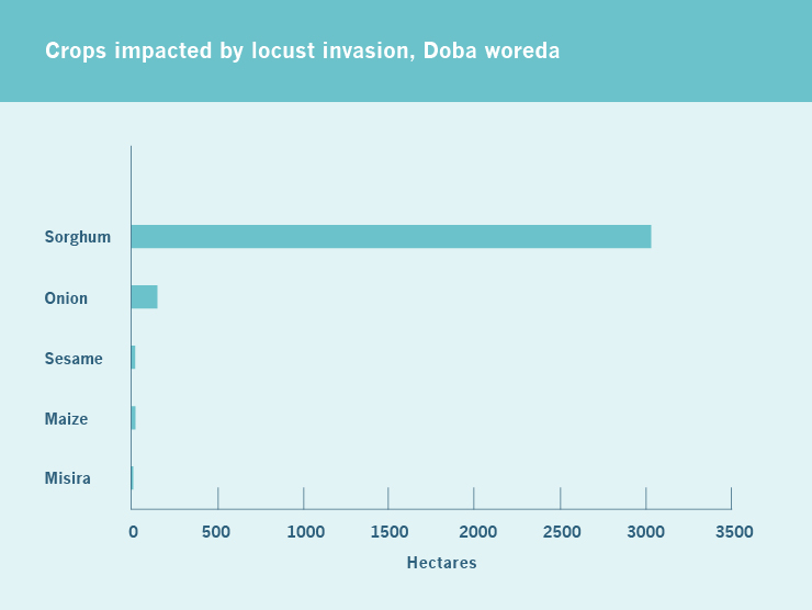 À Doba, la production de sorgho a été fortement touchée par les essaims de criquets pèlerins