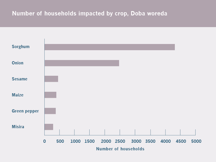 In Doba, the impact on sorghum and onion production will affect more than 6,700 households.