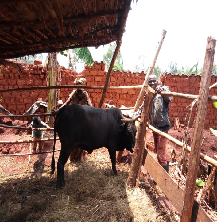 Ntahondereye Silas et sa famille avec une vache qu'ils ont achetée au cours de la première année de mise en œuvre des principes FFS dans leur exploitation agricole. (FAO Burundi)