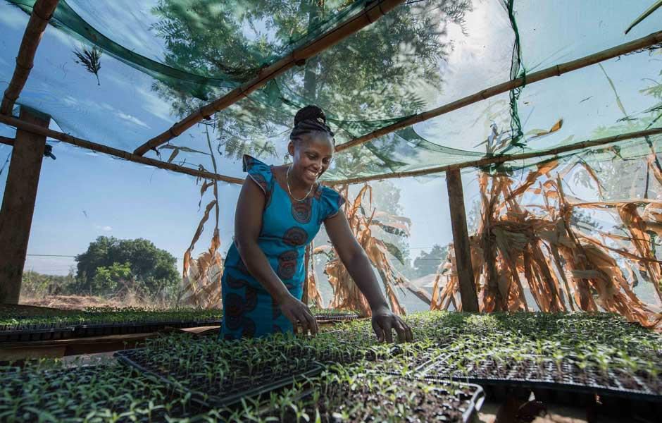 Mercy Wangechi tends to the tomatoes in her greenhouse. With the support of the Water Fund, Mercy built a rainwater harvesting pan, which allowed her to diversify her crops. © Roshni Lodhia