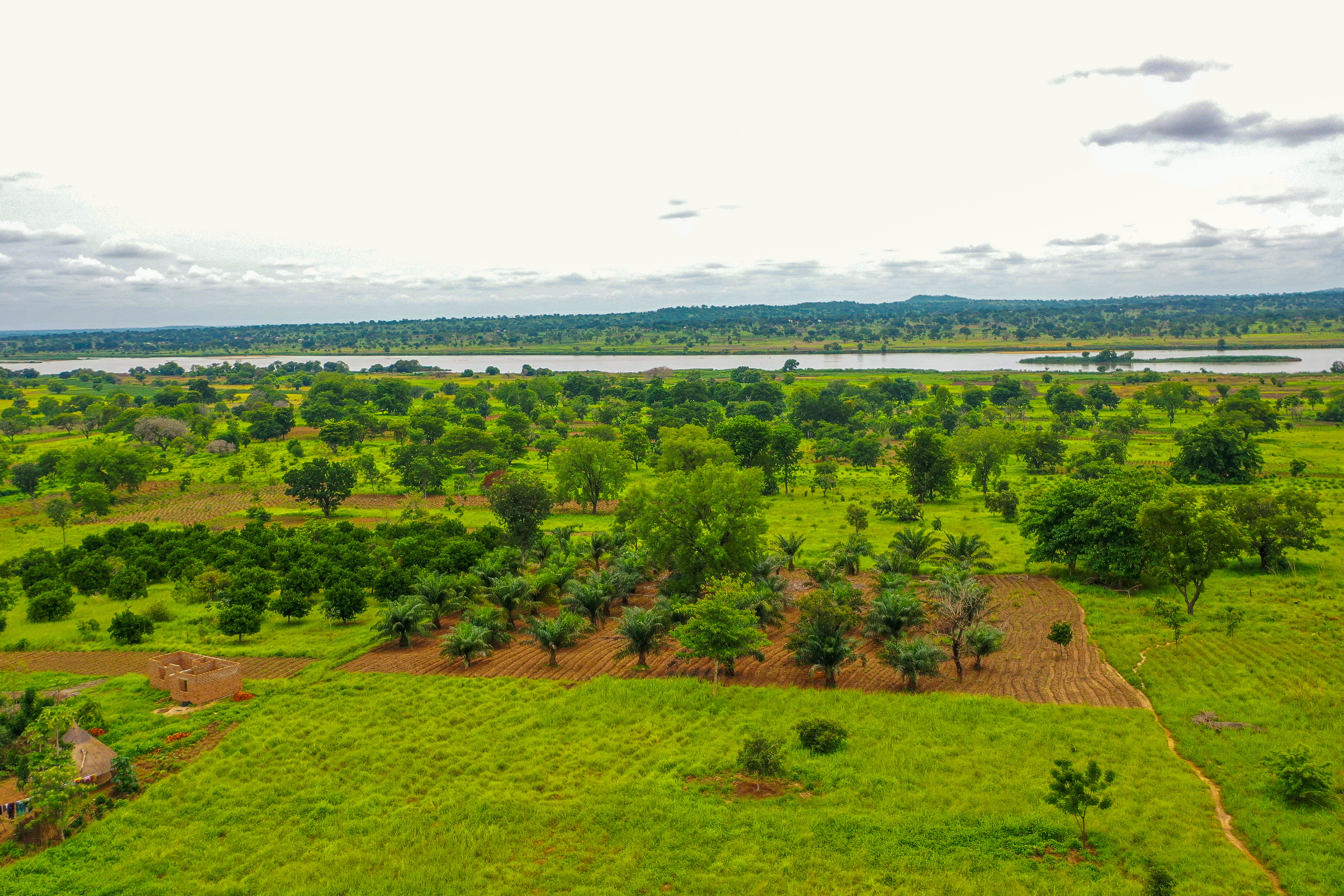 Agroforestry in Benue State.