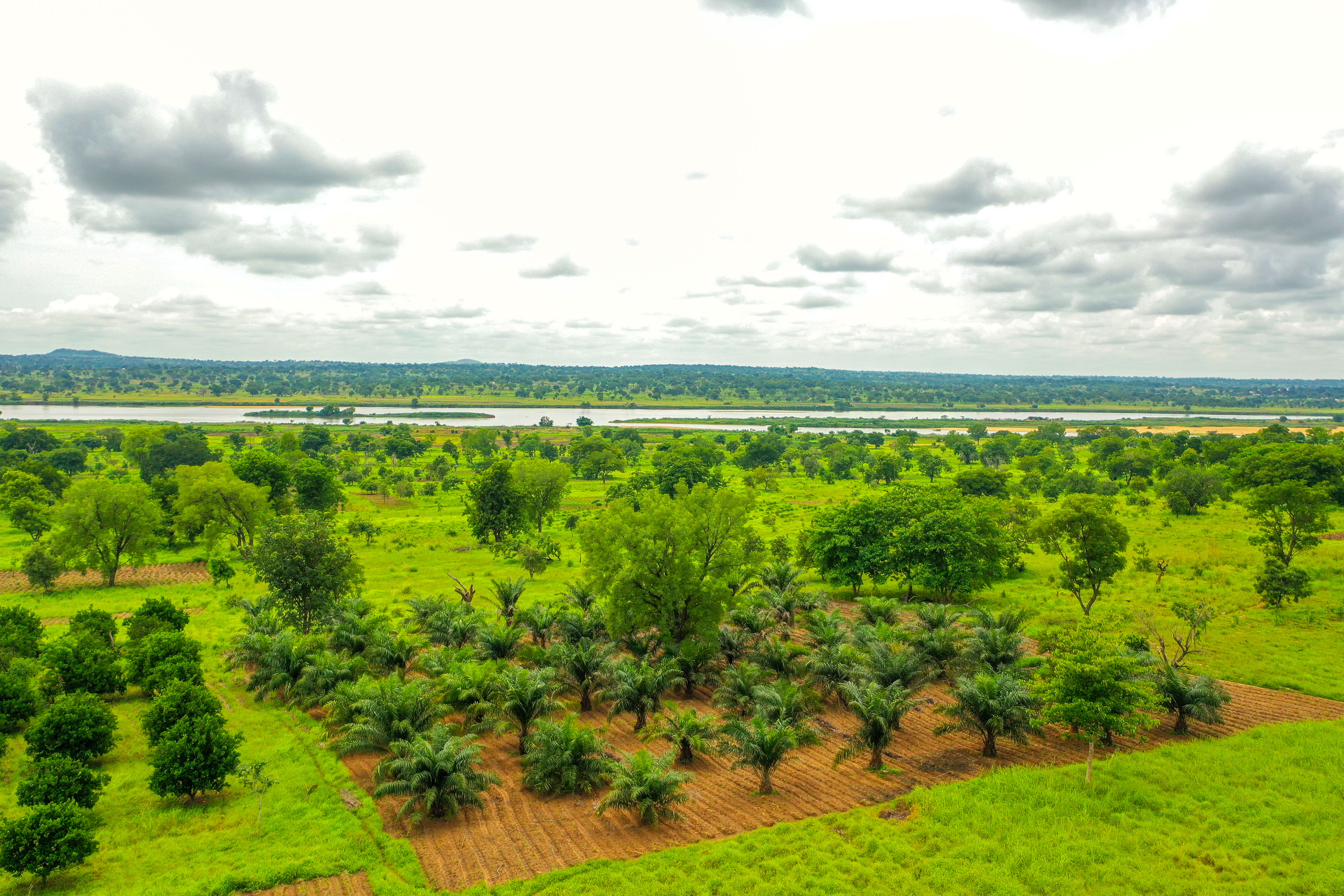 Agroforestry in Benue State.