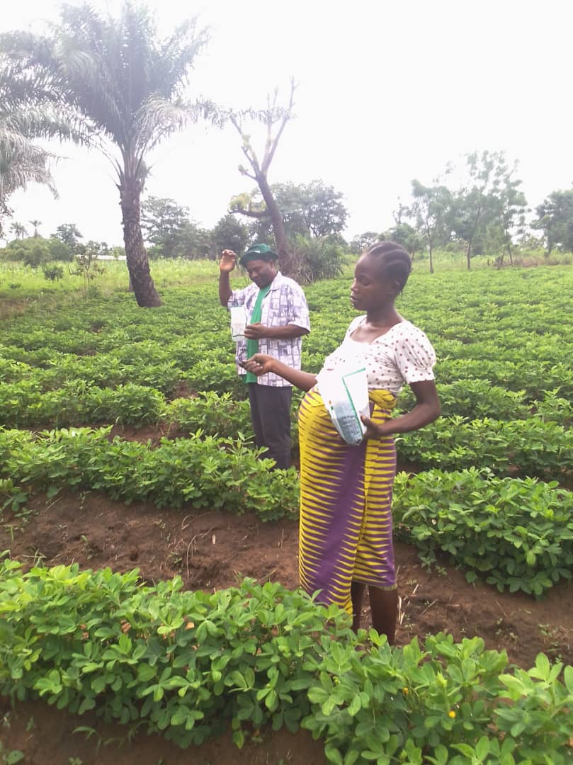 Farmers using the blue Aflasafe seeds on their farms during training in November 2021. Credit: UNDP Nigeria